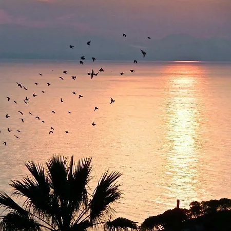 Dracoena Willa Nicea